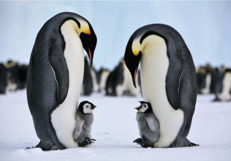 Các loài chim cánh cụt tại Nam Cực